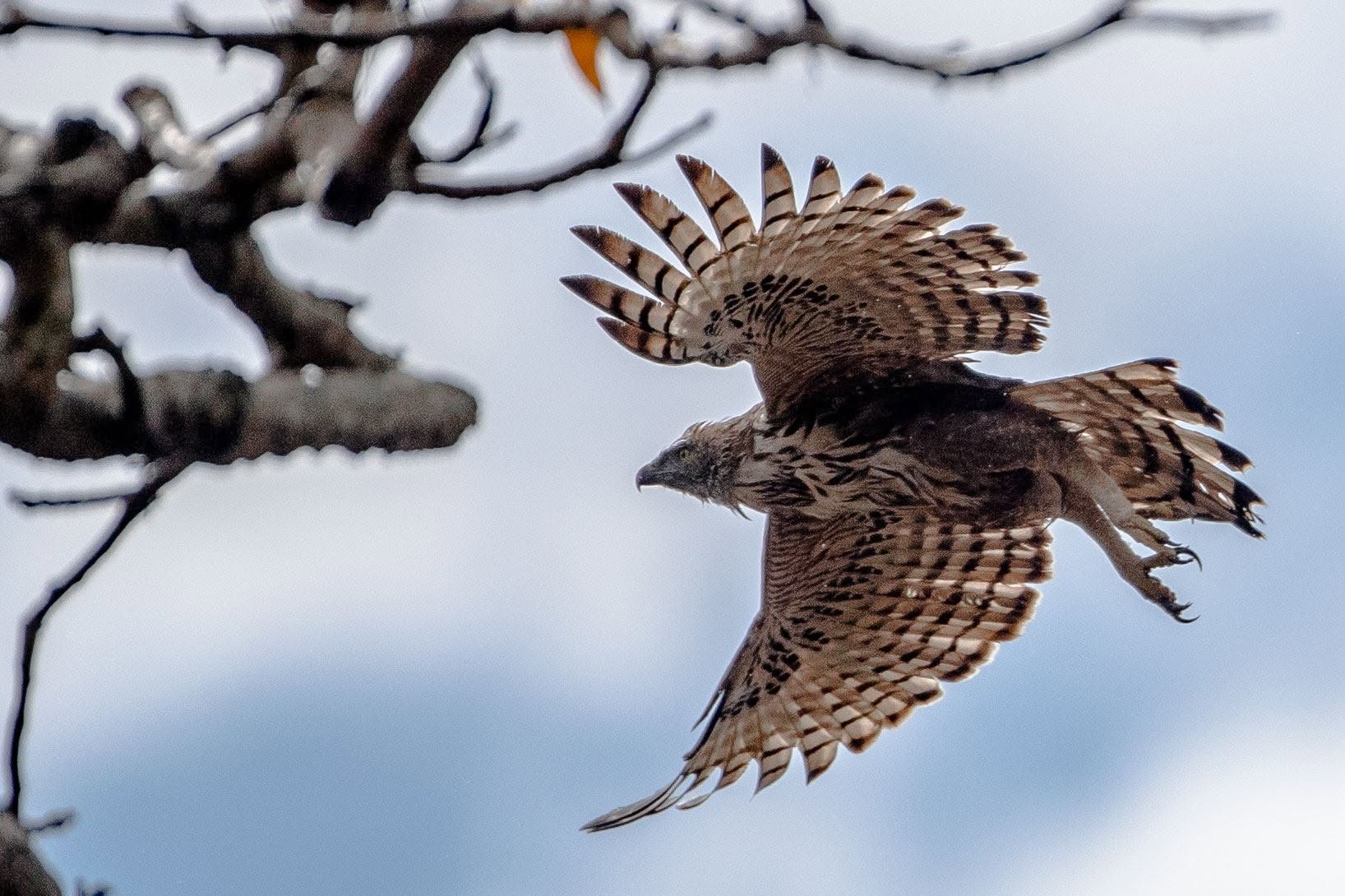 Wings of Prey or Talons Unfurled